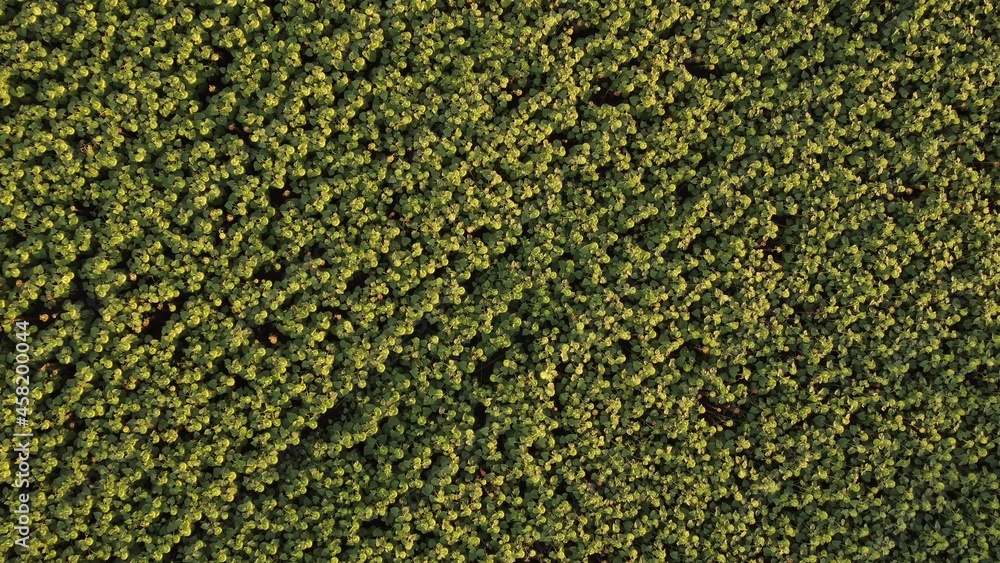 Large heads of ripening sunflowers, top view of a seed plantation for oil. Large heads of ripening sunflowers, top view of a seed plantation for oil.