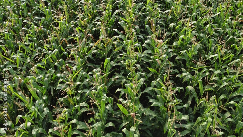 Green corn in the field, ripening crops, sunny morning over the cream of corn stalks. Green corn in the field, ripening crops, sunny morning over the cream of corn stalks.