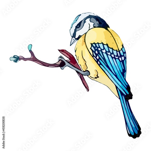 Cute songbird tit with yellow and blue feathers sit on a branch. Spring titmouse with bright plumage on the tree. Garden tomtit. Provincial little bird for natural motive. Vector isolated illustration