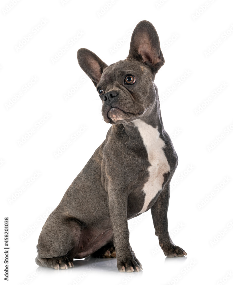 french bulldog in studio