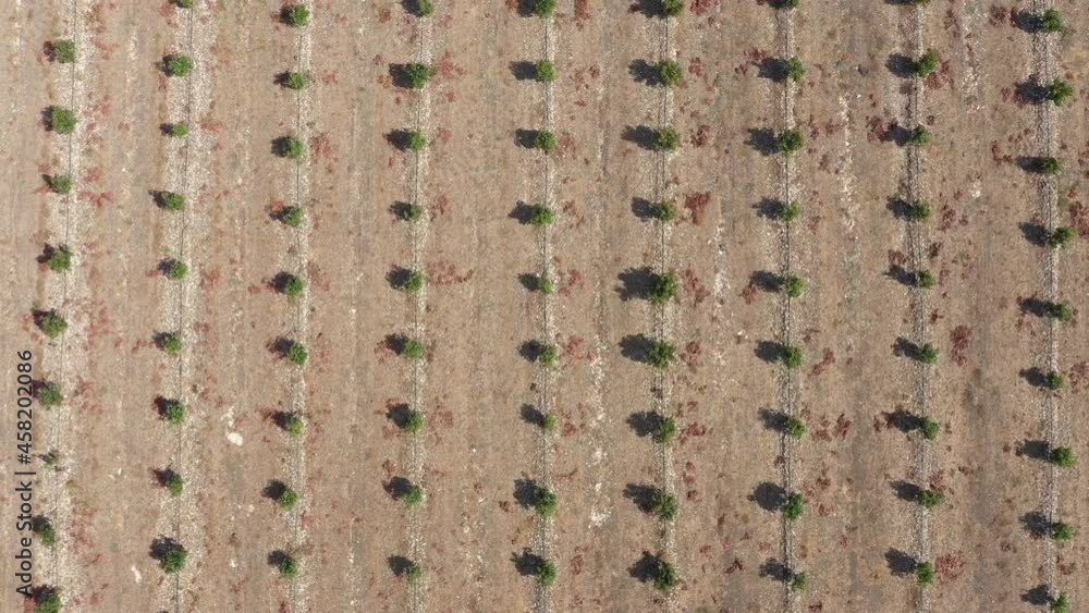 Rows of young Avocado plants, Aerial view. Rows of young Avocado plants, Aerial view.