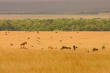 Grande Migration des Gnous et des Zébres au Kenya