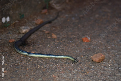 bastard or Montpellier snake (Malpolon monspessulanus) dead in the street photo