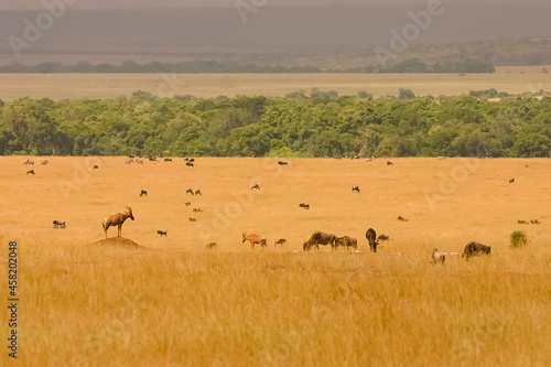 Grande Migration des Gnous et des Zébres au Kenya © Andre