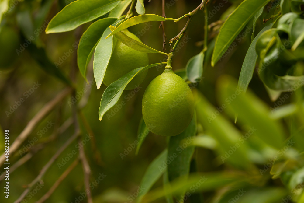 Citrus aurantifolia tree, full of fruits, limes, still small and very green, at the end of summer in an orchard near Madrid