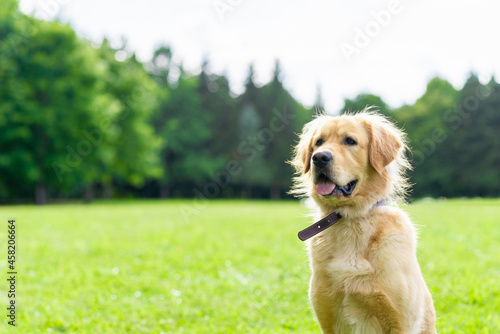 Portrait golden retriever dog on green grass on a summer day.Labrador retriever portrait on the grass. copy space.