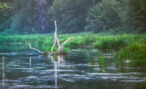 A wooden snag sticking out of the river with a hard flow against the green trees in the distance. Autumn scenery in the setting sun.