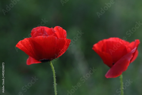 POPPIES