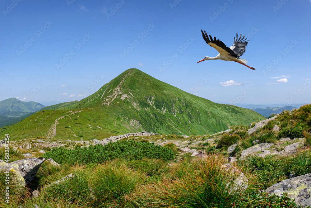 Fototapeta premium A beautiful view of the most popular peak of Ukraine, the Carpathians Hoverla and the Stork flying towards the mountain