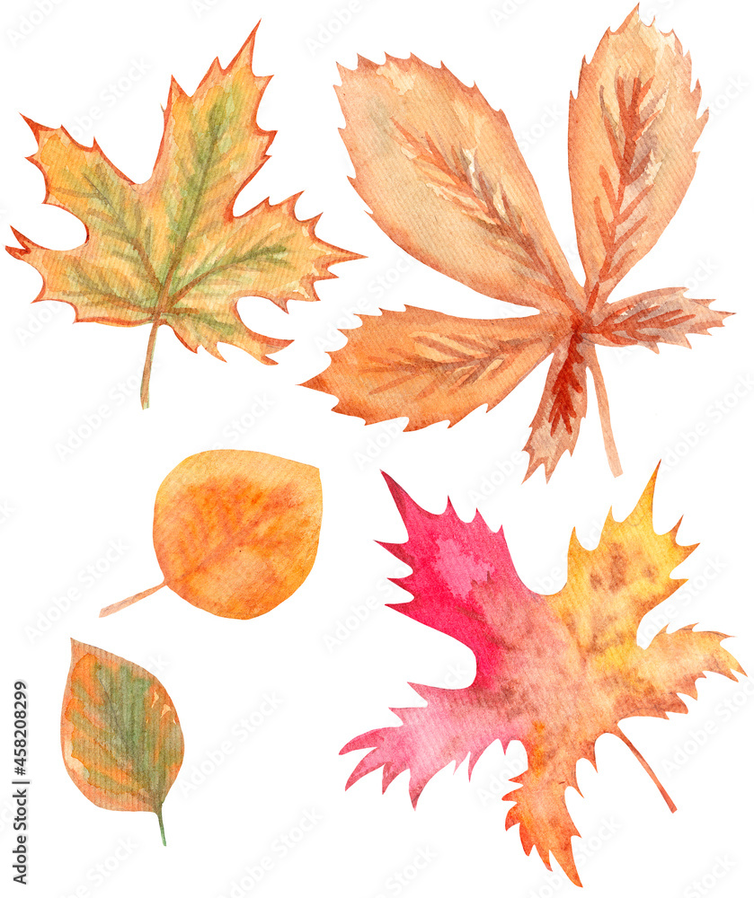 Watercolor set of colorful autumn leaves, maple and chestnut leaves on white background