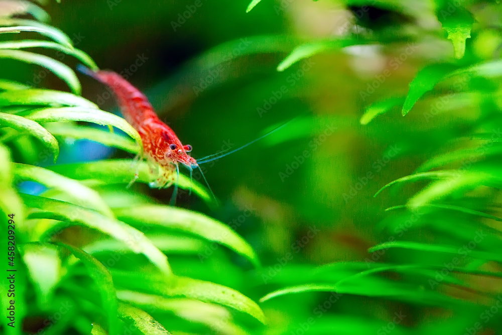 Big fire red or cherry dwarf shrimp with green background in fresh water aquarium tank. Big fire red or cherry dwarf shrimp with green background in fresh water aquarium tank.