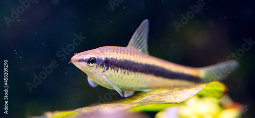 Siamese Algae Eater in Freshwater Aquarium.