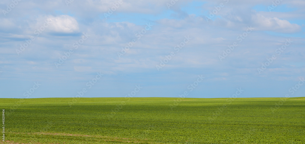 Obraz premium Landscape. Background. Bright green field and blue sky with clouds. Agricultural land, blue sky with clouds.
