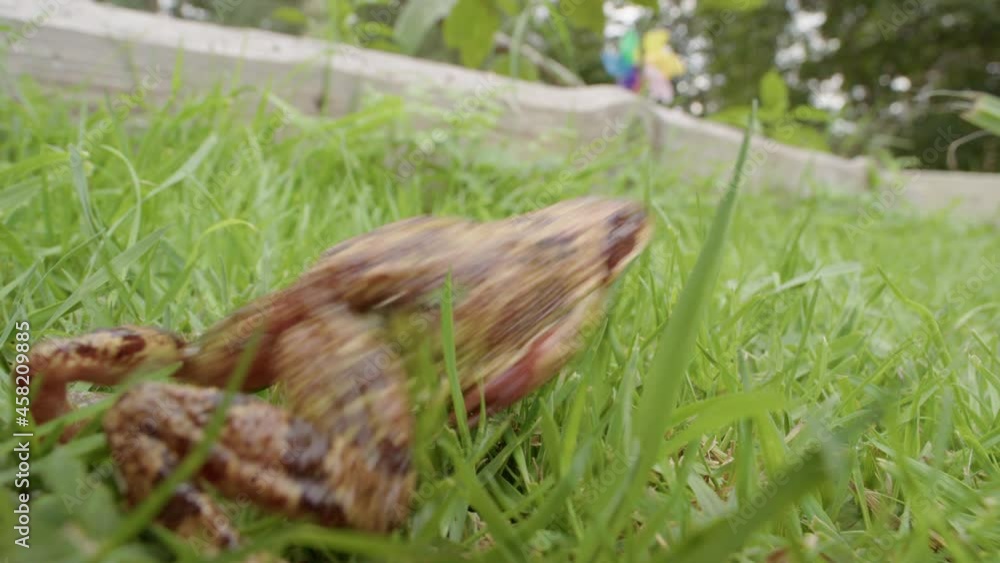 SLOW MOTION, a European Common frog springs away from the camera lens SLOW MOTION, a European Common frog springs away from the camera lens