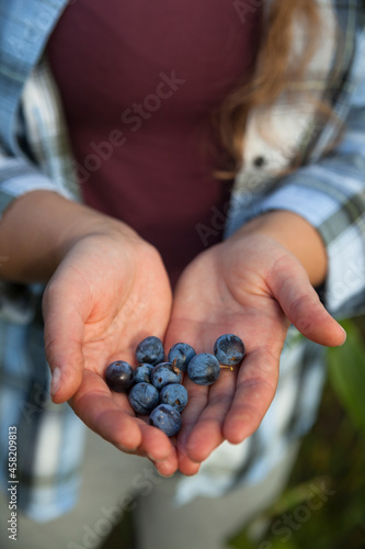 Female hands holding blueberries. Top view of woman's hand holding ripe blueberries. Agriculture concept. 