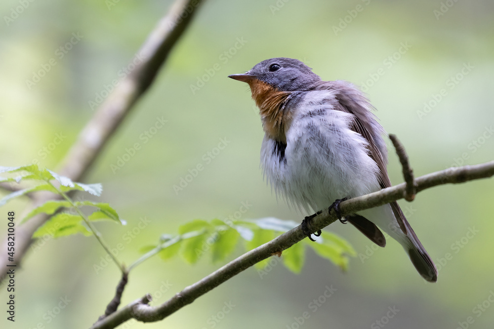 Fototapeta premium Red-breasted Flycatcher