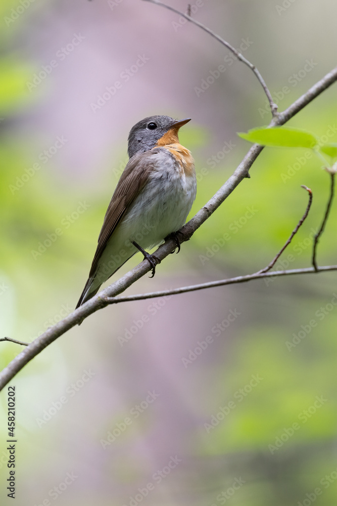 Obraz premium Red-breasted Flycatcher