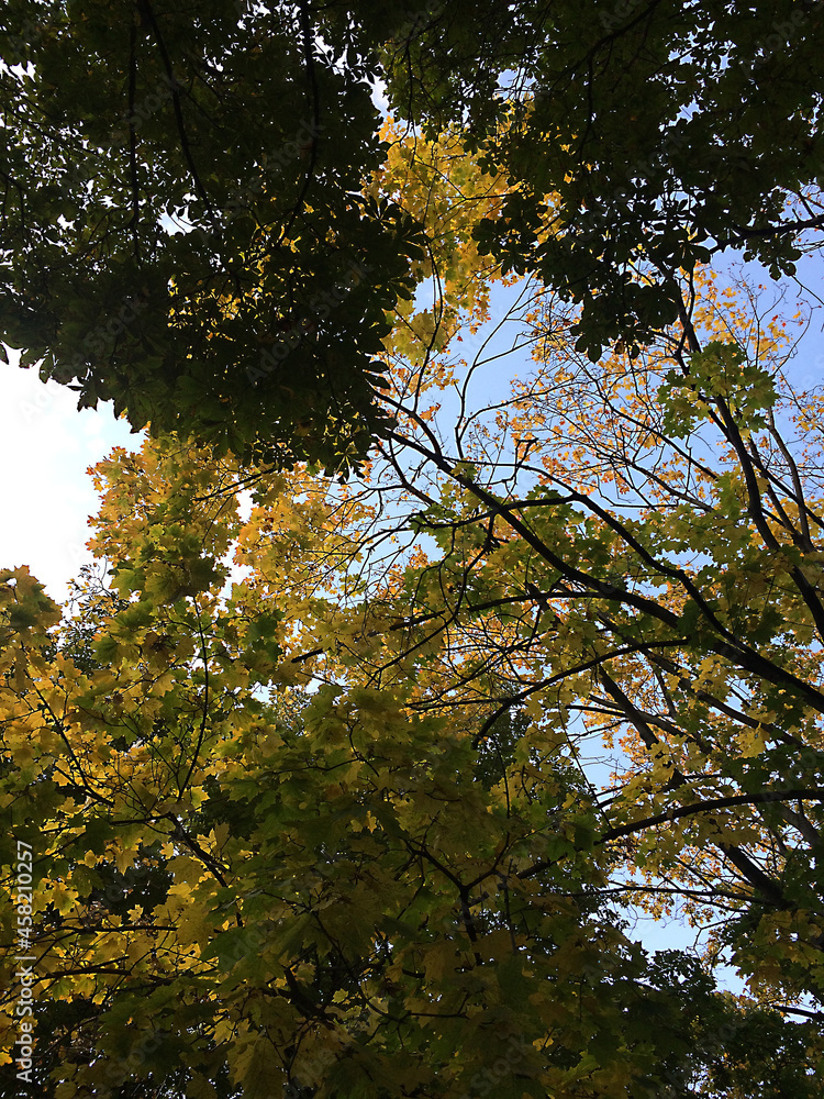 Obraz premium trees in autumn