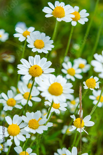 White chamomile close up. Selective focus. Summer landscape wildflowers. Outdoors nature. © Sergio 