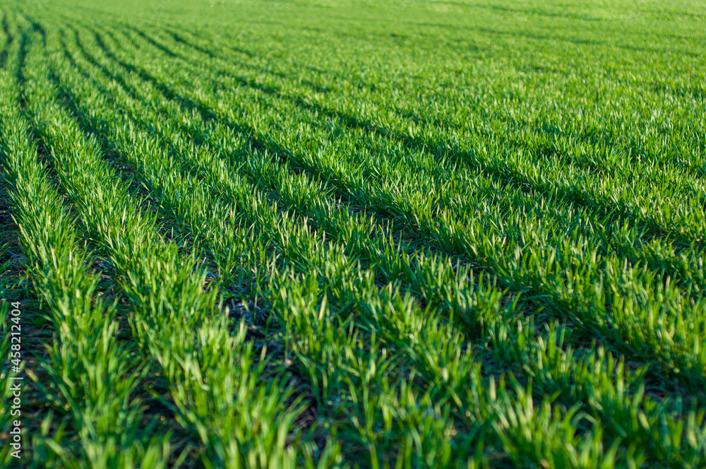 Field with rows green wheat close-up, future wheat harvest. Field with rows green wheat close-up, future wheat harvest.
