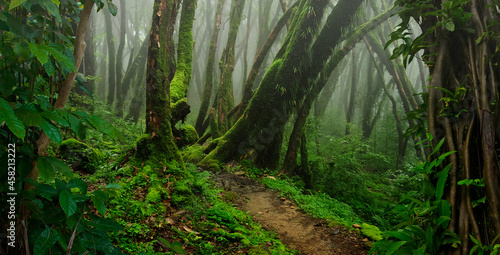 Tropical jungles with fog of Southeast Asia