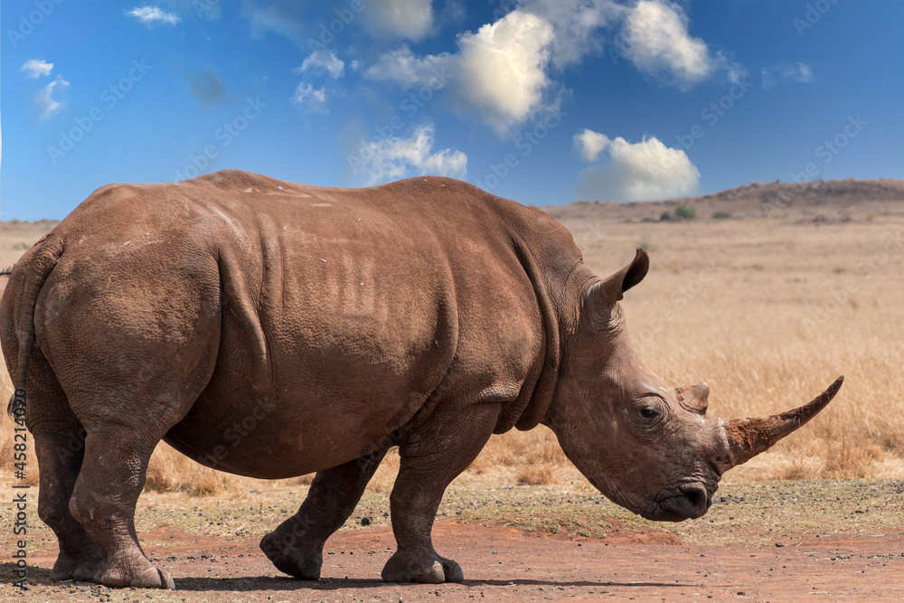 Obraz premium rhino in the savannah