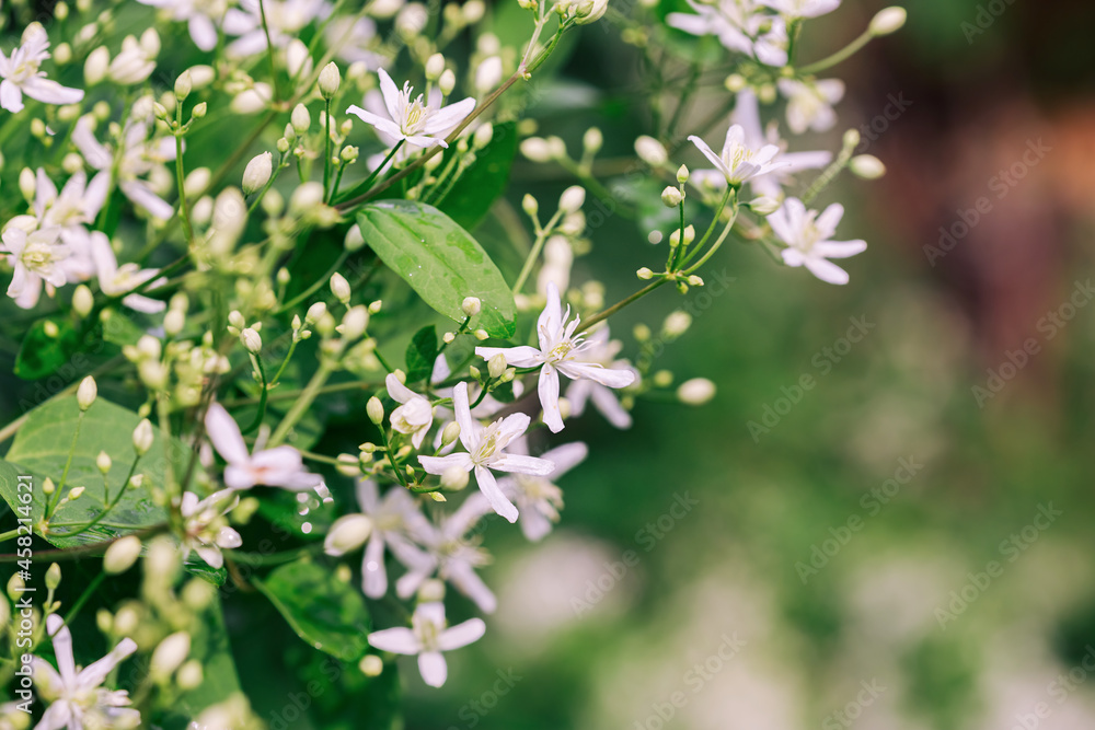 Large group of white clematis flowers in the garden Large group of white clematis flowers in the garden