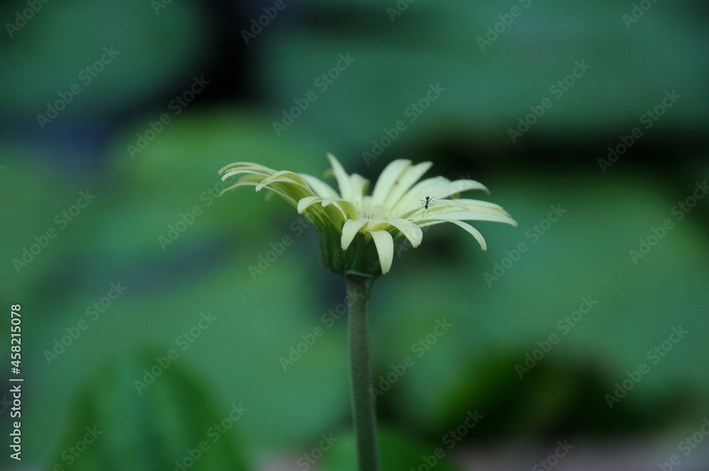 Obraz premium flower