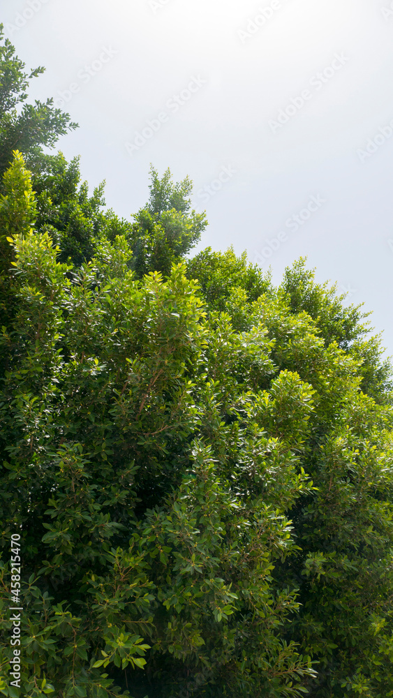 Copas de árboles con hojas verdes Copas de árboles con hojas verdes