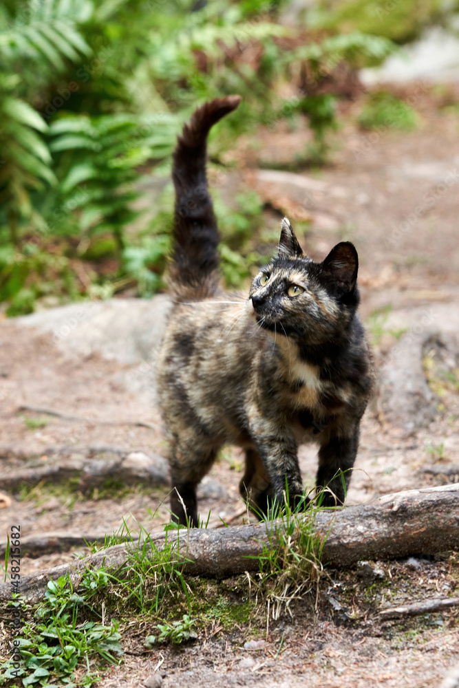 Fototapeta premium A wild spotted cat walks through the forest with its tail raised