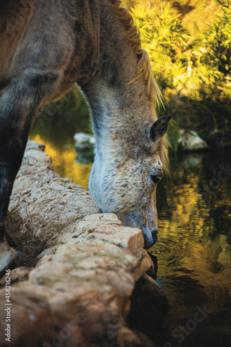 horse in autumn forest drinking water from a lake