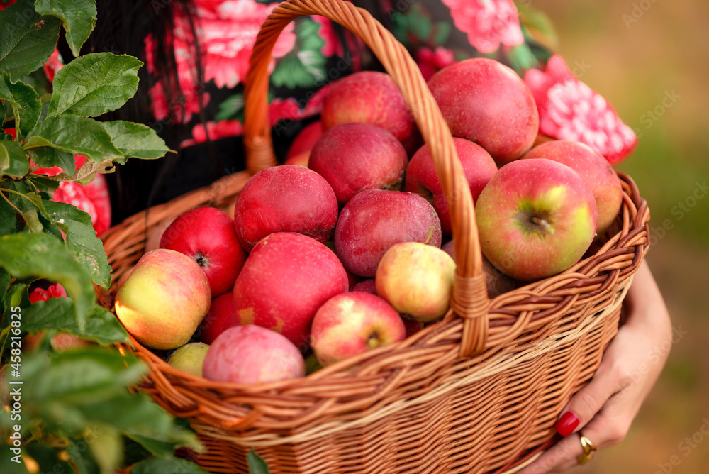 basket with apples in his hands. Close-up of red apples basket with apples in his hands. Close-up of red apples