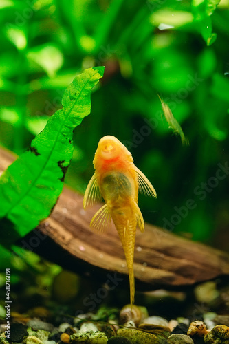 Fish Ancistrus Ancistrus dolichopterus in a home freshwater aquarium. photo