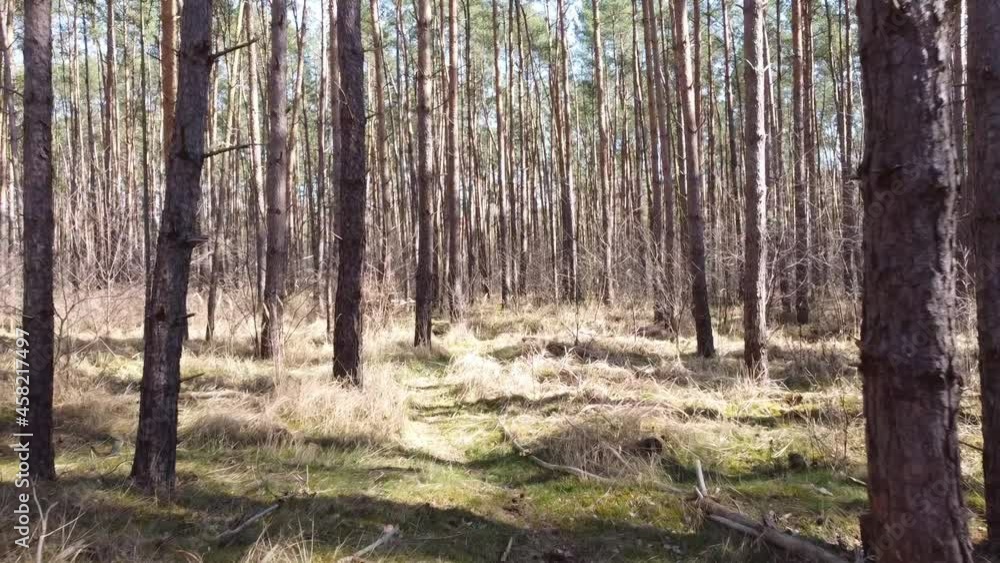 Pine tree Forest in spring Pine tree Forest in spring