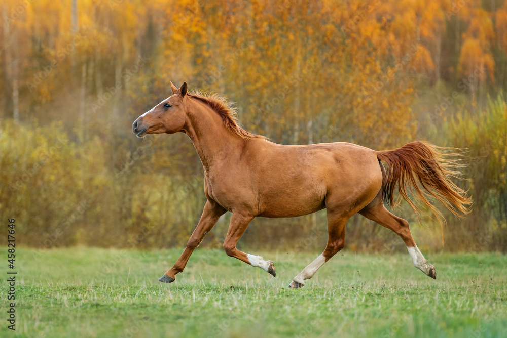 Don breed horse running on the field in autumn. Russian golden horse. Don breed horse running on the field in autumn. Russian golden horse.