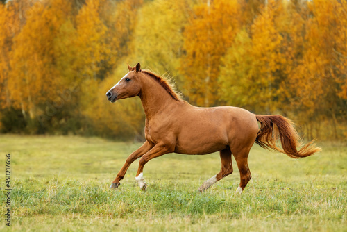 Don breed horse running on the field in autumn. Russian golden horse.