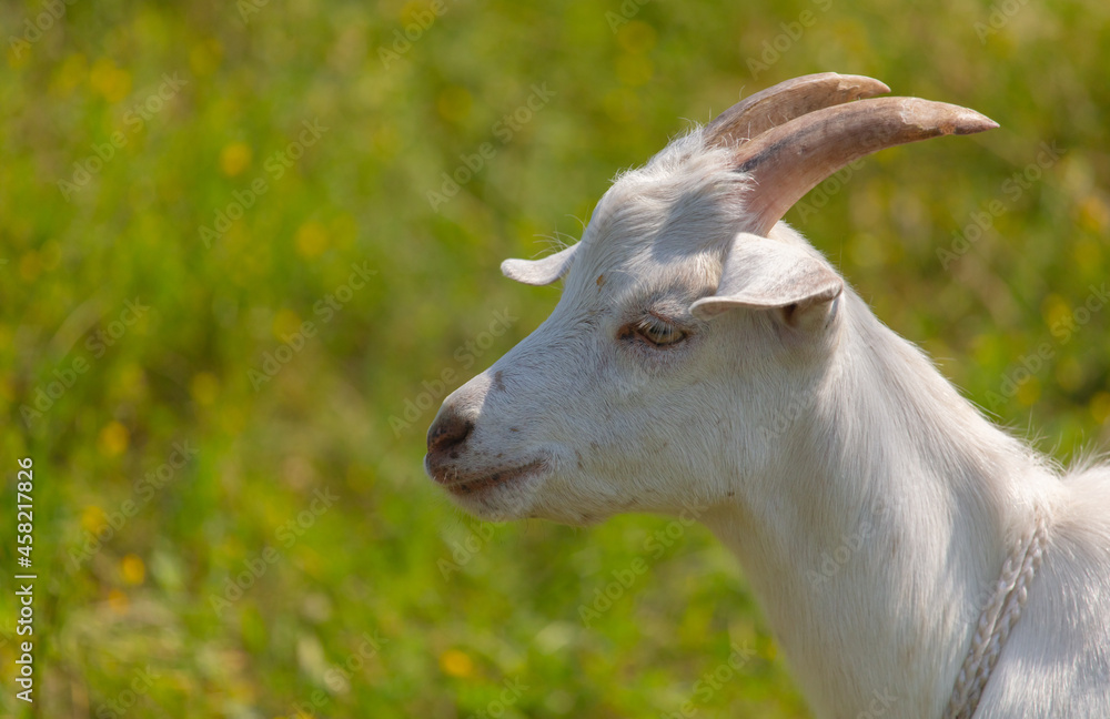 Portrait of a white goat