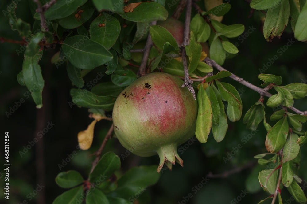 Pomegranate fruit matures on tree in summer Pomegranate fruit matures on tree in summer