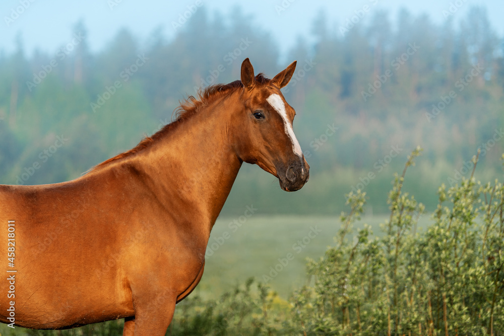 Fototapeta premium Portrait of Don breed horse on a foggy morning. Russian golden horse.