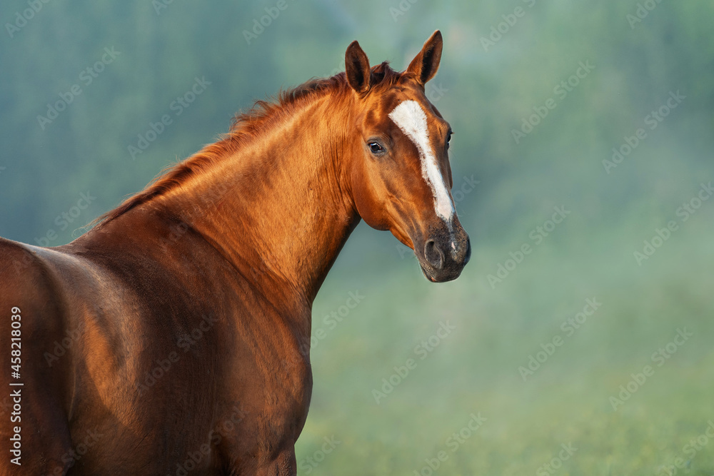 Portrait of Don breed horse on a foggy morning. Russian golden horse.