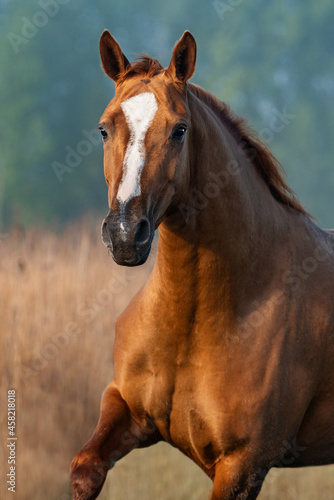 Don breed horse running on a foggy morning. Russian golden horse.