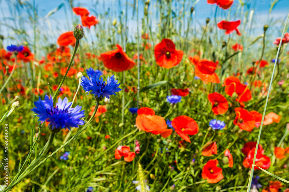Mohn und Kornblumen Mohn und Kornblumen