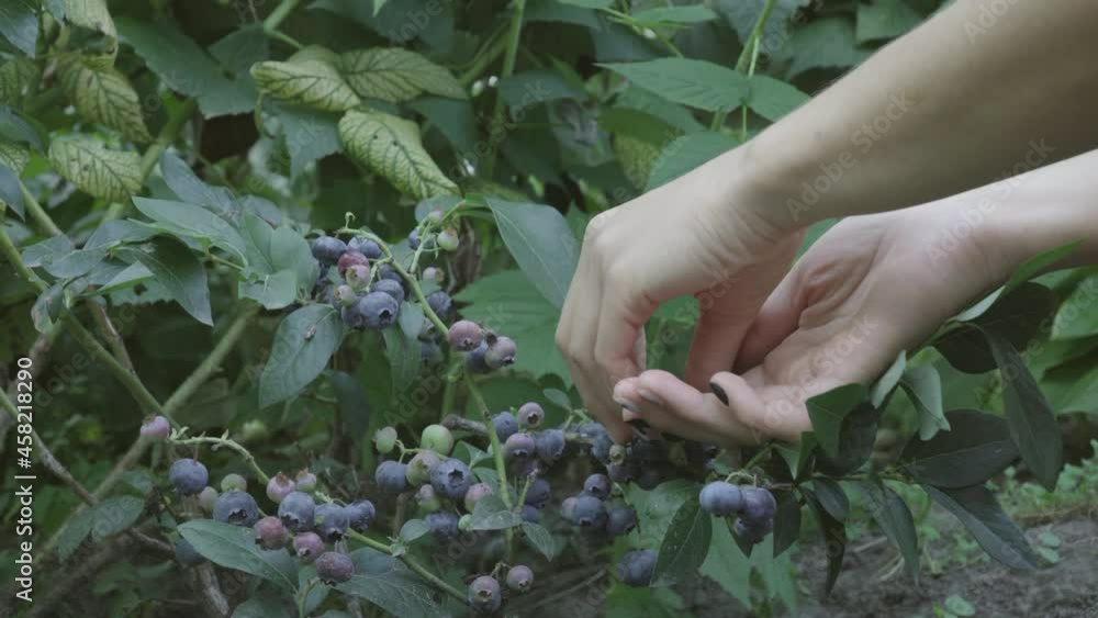 Girl Picking Up Blueberries In The Blueberry Farm Girl Picking Up Blueberries In The Blueberry Farm
