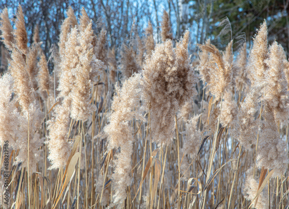 Fototapeta premium Reed on a background of blue sky.