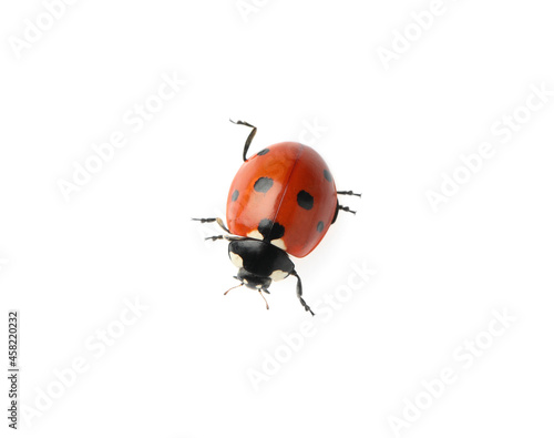 Beautiful red ladybug isolated on white, top view © New Africa