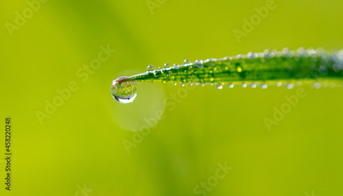 Water drops on green grass.