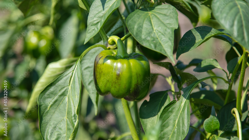 Green pepper on a plant in a vegetable garden. Green pepper on a plant in a vegetable garden.