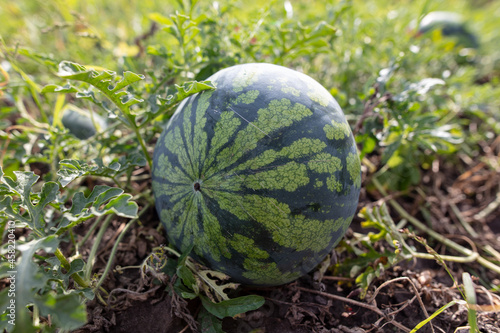 Ripe watermelon on the ground in the garden.