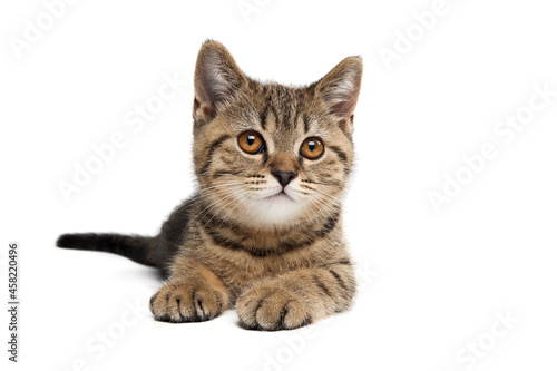 Portrait of a tabby Scottish kitten lying upright. Isolate on white