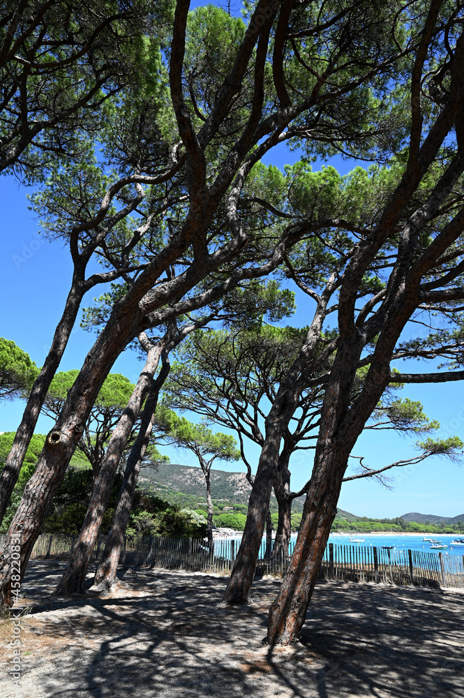 Site protégé de Tamaricciu en Corse